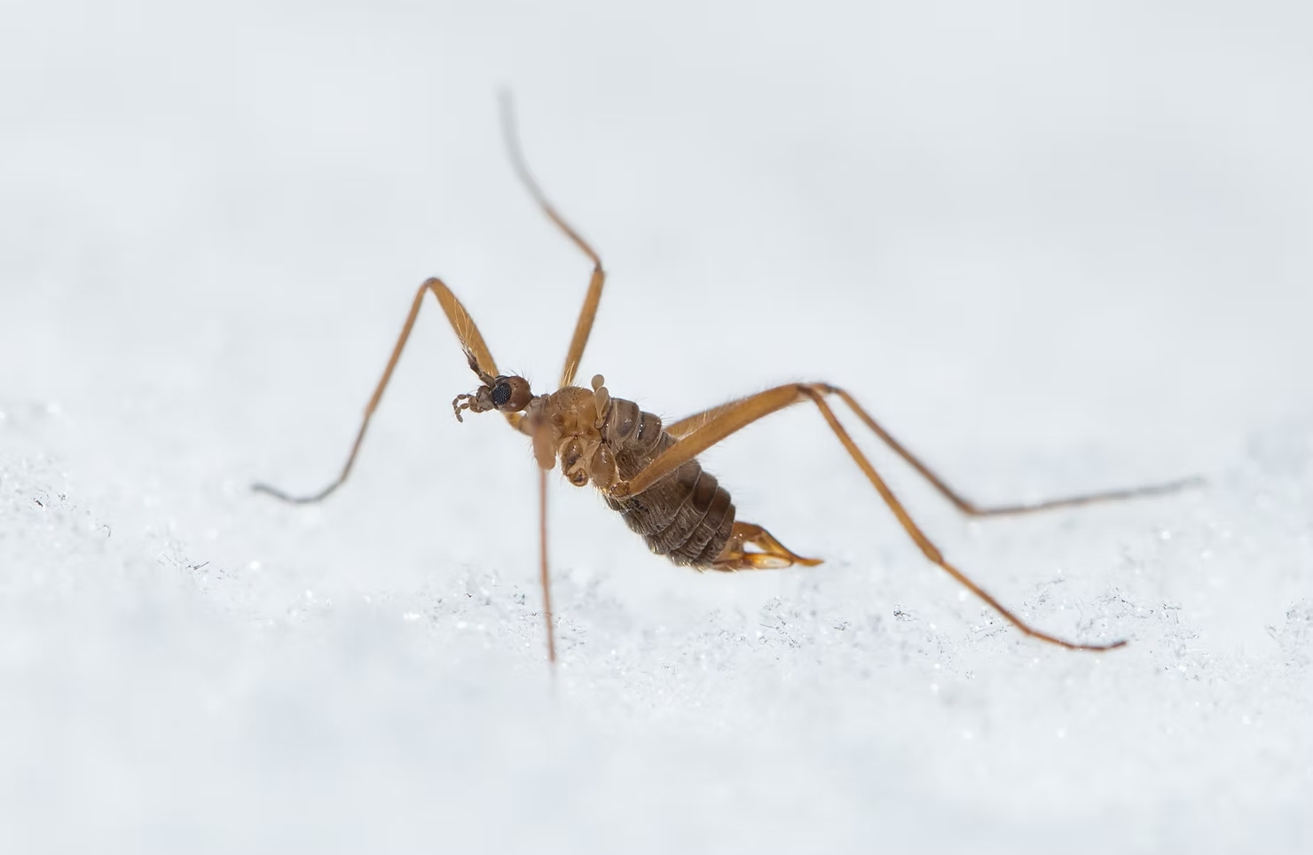 snow fly up close on top of white sand