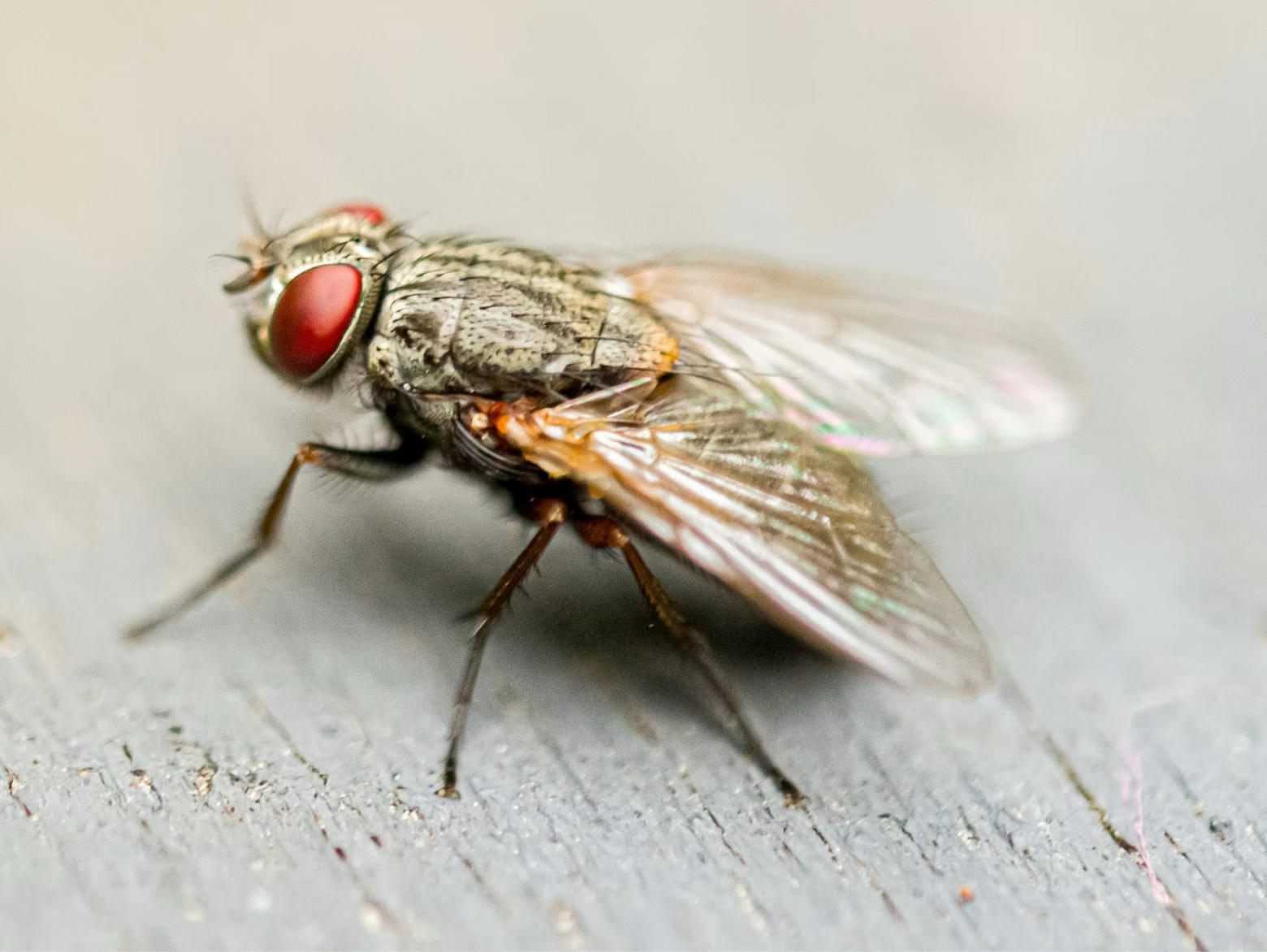 What we can learn from how flies set the thermostat